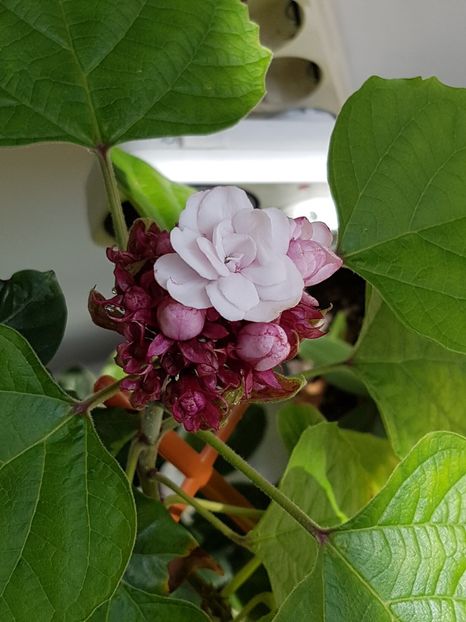  - Clerodendrum fragrans