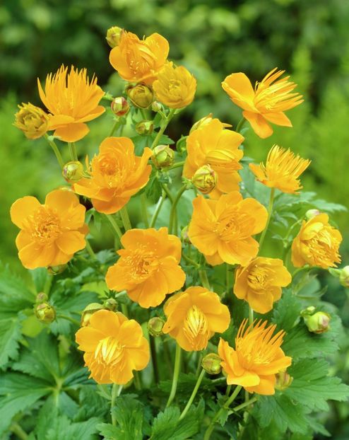 trollius-chinensis-golden-queen - Noutati 2018