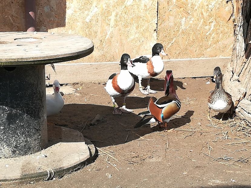 Femele Califar Alb  2017 - De Vânzare