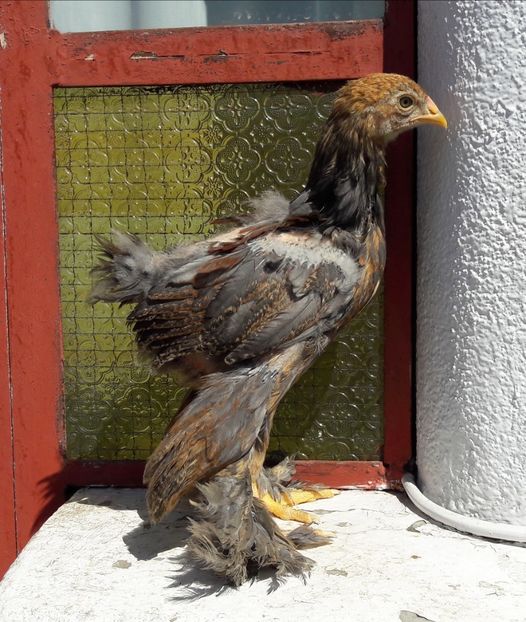  - a__Pui si tineret brahma 2018