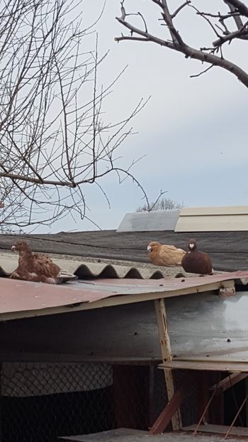  - Crescatoria mea 31 03 2018