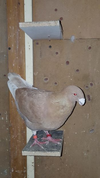  - Crescatoria mea 31 03 2018