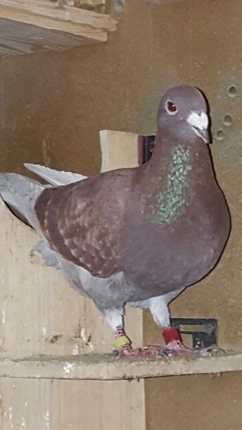  - Crescatoria mea 31 03 2018