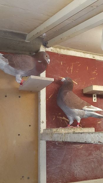  - Crescatoria mea 31 03 2018