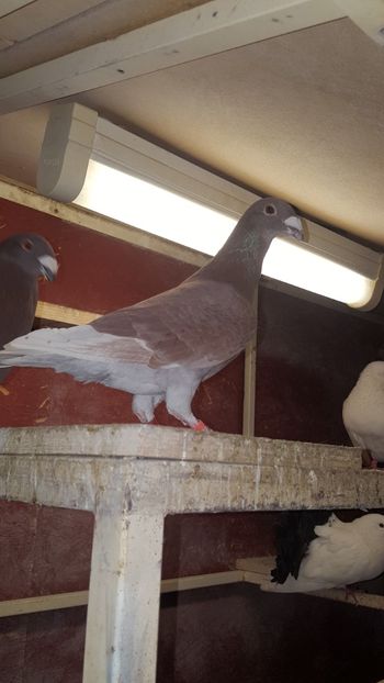  - Crescatoria mea 31 03 2018