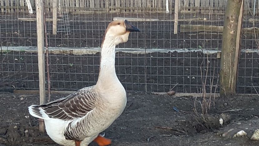 20180403_193424(0) - e Gaste Africane 2018