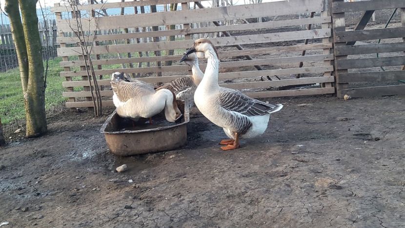 Tata-mama-fiica - e Gaste Africane 2018