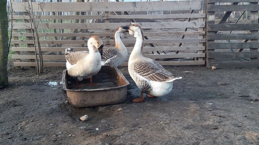  - e Gaste Africane 2018