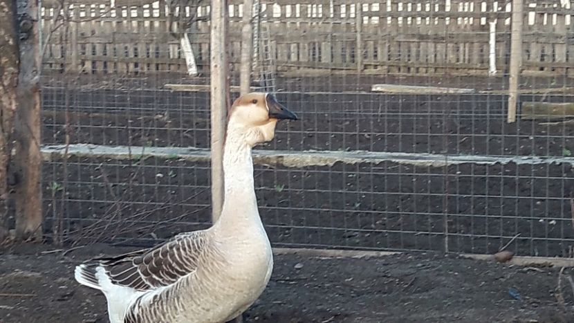 Boboaca din 2017 - e Gaste Africane 2018