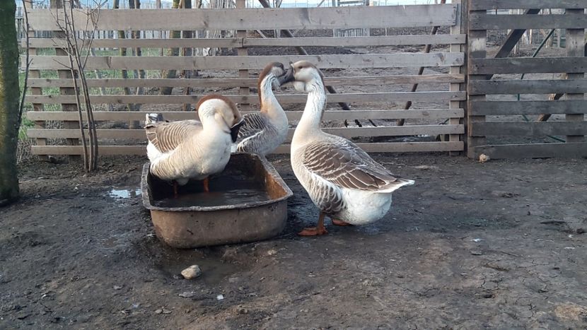  - e Gaste Africane 2018