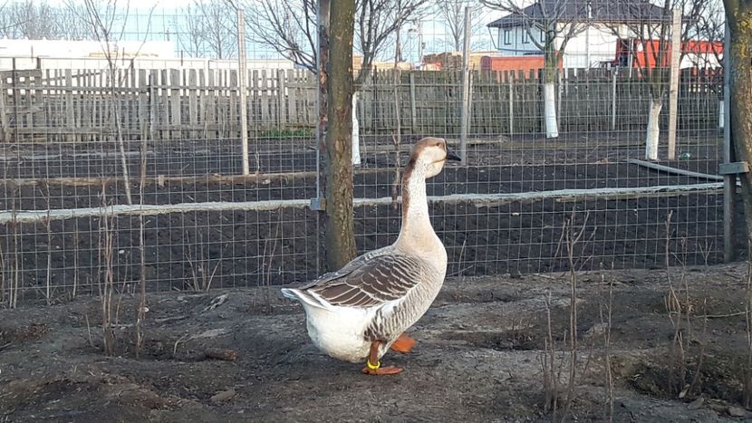  - e Gaste Africane 2018