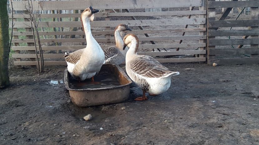  - e Gaste Africane 2018