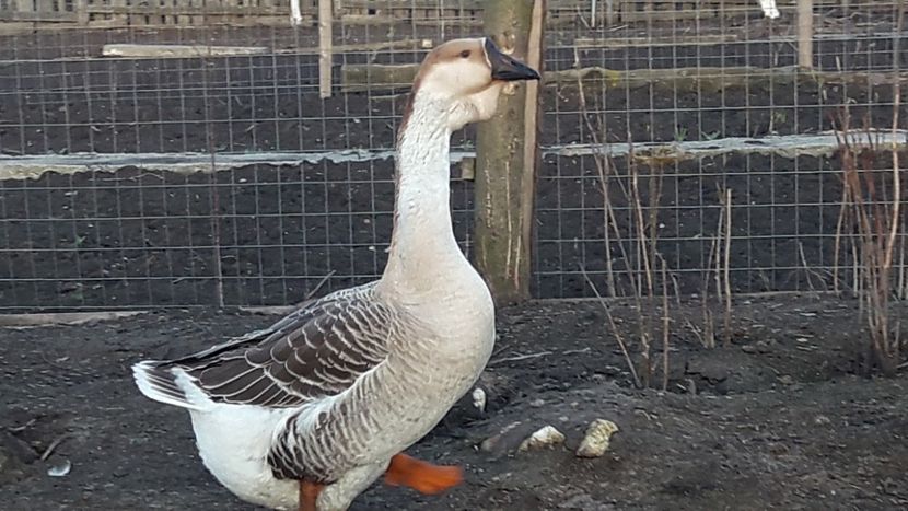  - e Gaste Africane 2018