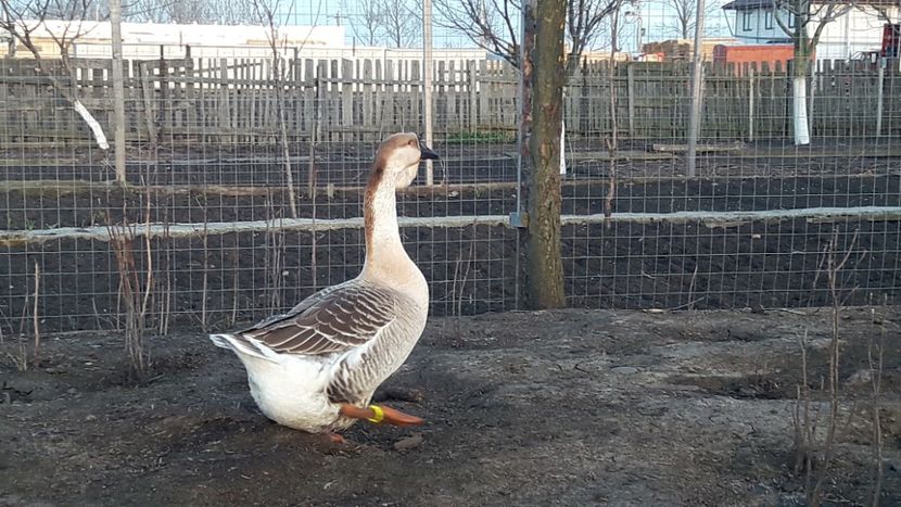  - e Gaste Africane 2018