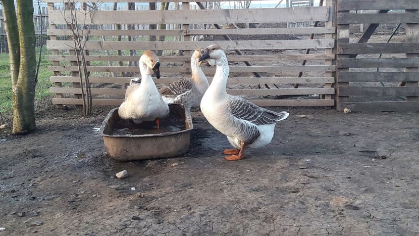  - e Gaste Africane 2018