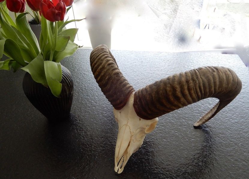 s-l1600 (1) - Seturi de trofee pentru decoruri rustice în vile și pensiuni