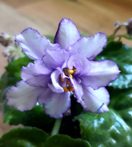 RS Bagira Sport - AA violete africane de colectie