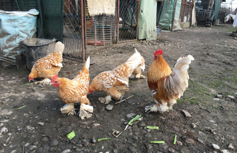 1IMG_2631 - X Mii de flori Galben Bobat