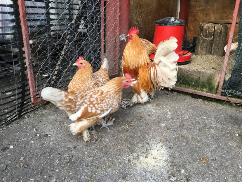  - X Mii de flori Galben Bobat