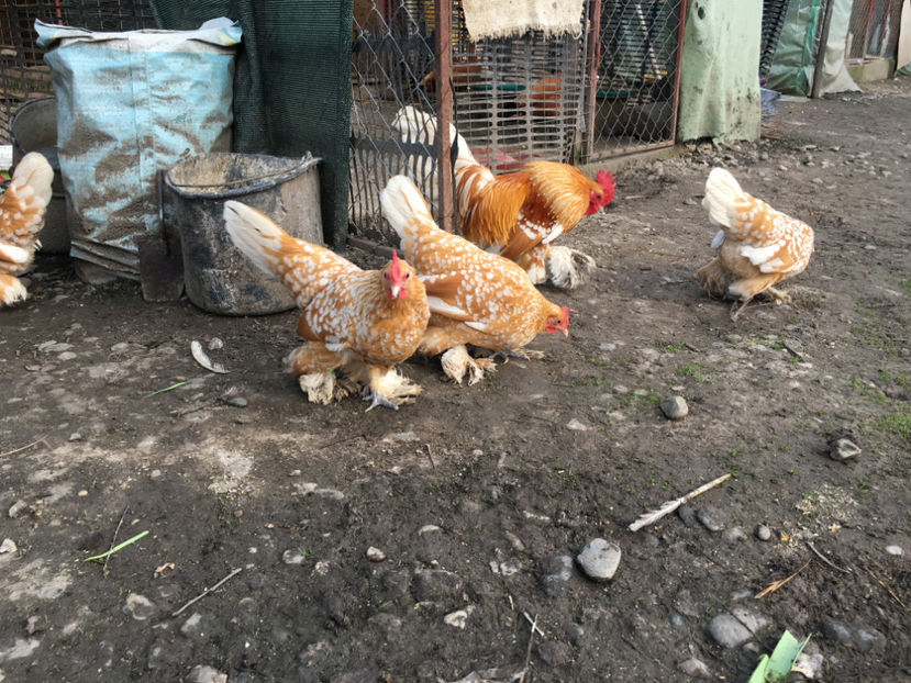  - X Mii de flori Galben Bobat