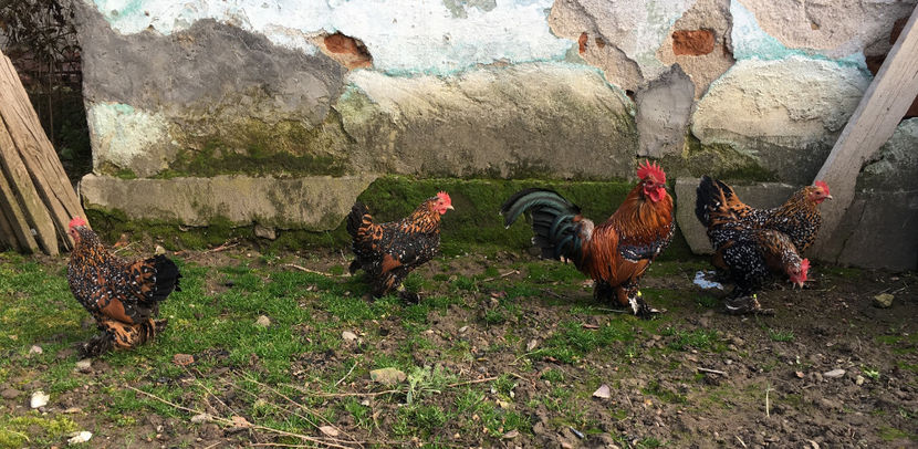 1IMG_2572 - X Mii de flori Portelan