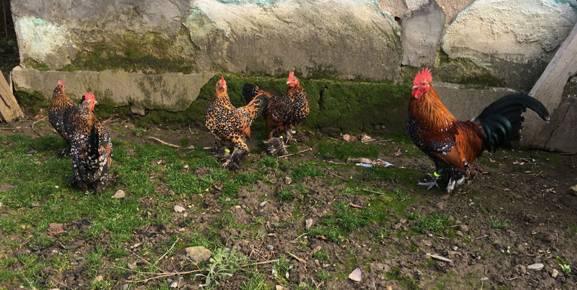 1IMG_2582 - X Mii de flori Portelan