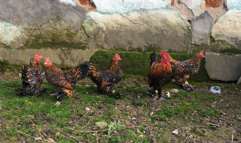  - X Mii de flori Portelan