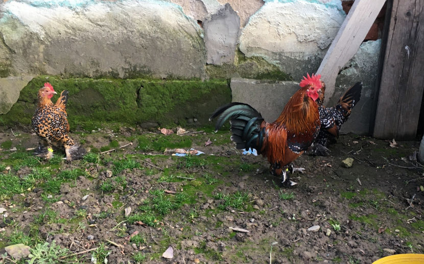  - X Mii de flori Portelan