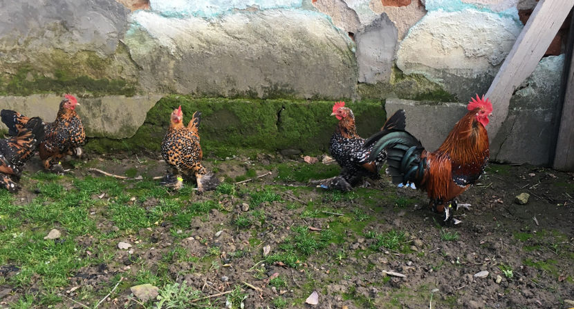  - X Mii de flori Portelan