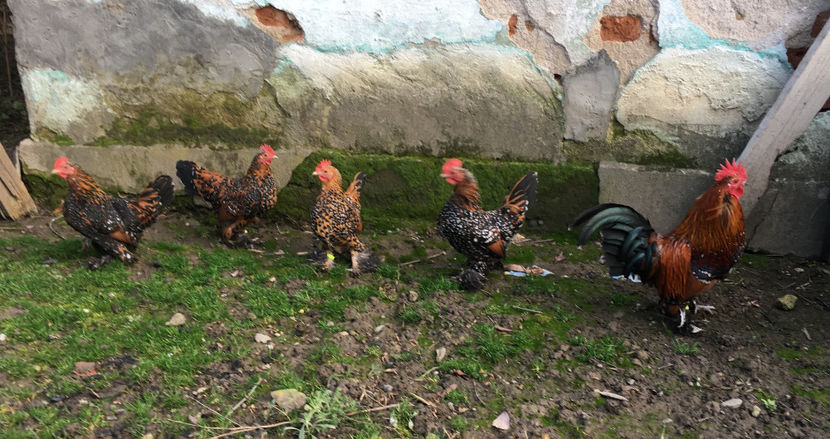  - X Mii de flori Portelan