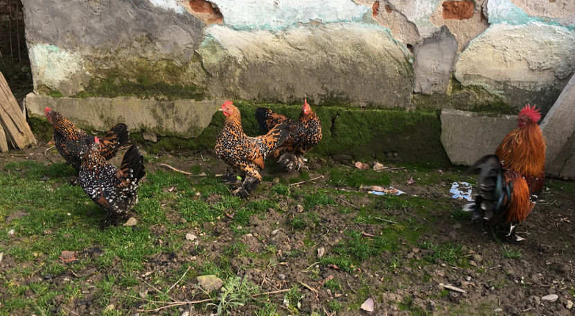  - X Mii de flori Portelan