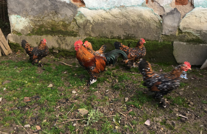  - X Mii de flori Portelan