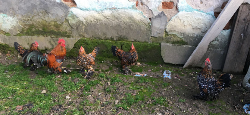  - X Mii de flori Portelan