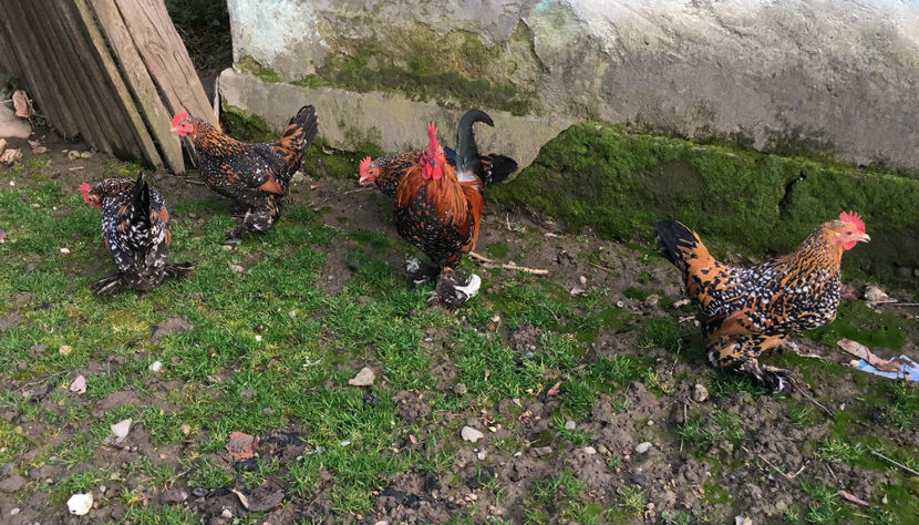  - X Mii de flori Portelan