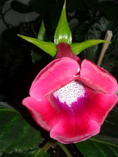  - GLOXINIA 2018