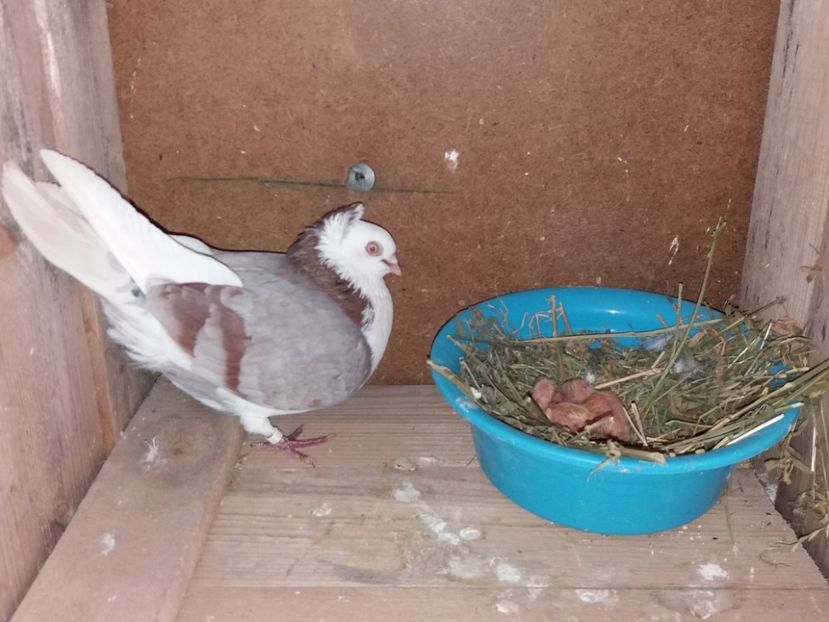  - Jucători de Amara