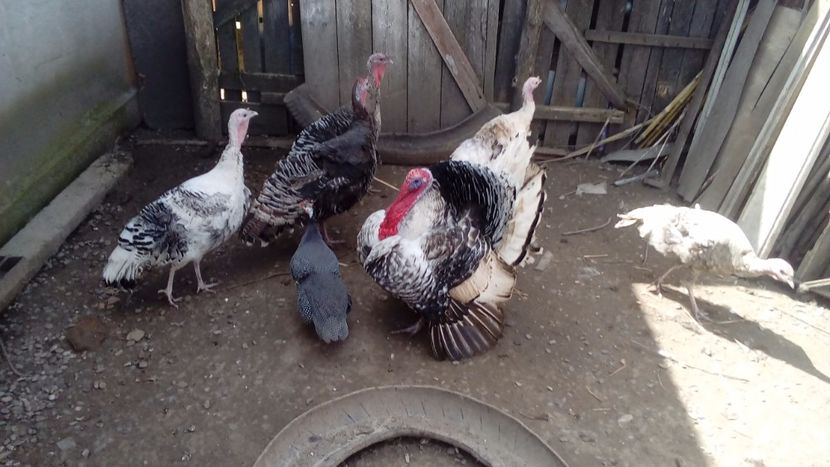  - Matca de curci 2018