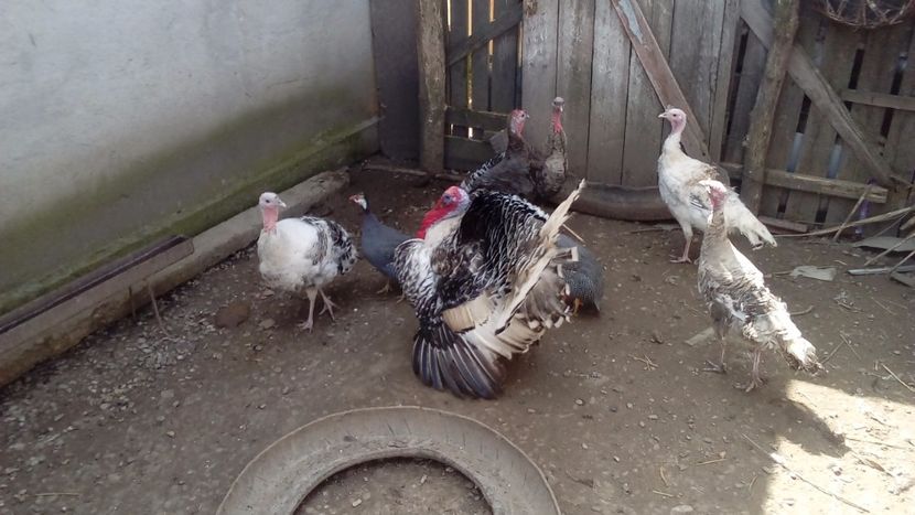  - Matca de curci 2018