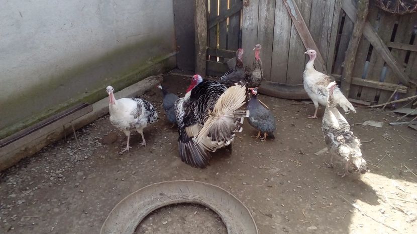  - Matca de curci 2018