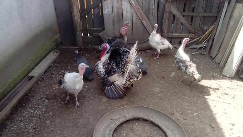  - Matca de curci 2018