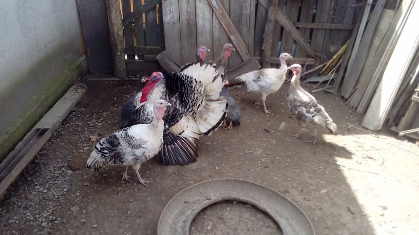  - Matca de curci 2018