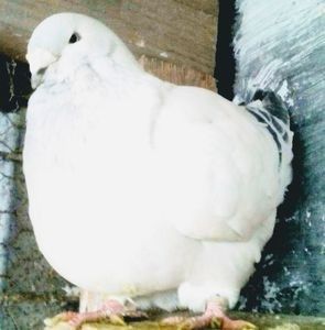 110389495_WMLFPPP - - A - CRESCATOR POLIVALENT