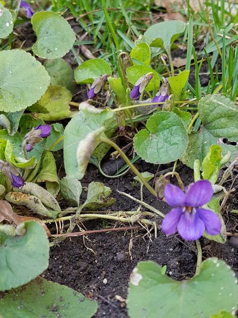 Au aparut si toporasii in gradina mea - Aprilie 2018