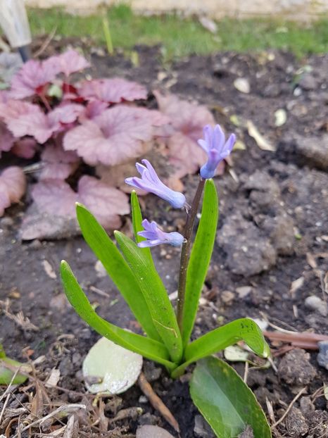 Si prima zambiluta-soi vechi ca cele de pe vremea bunicii - Aprilie 2018