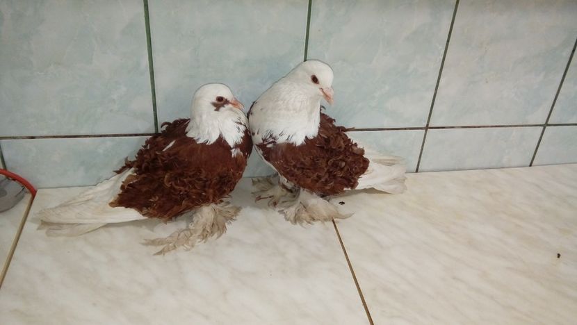 De vanzare creti - Picturs