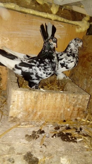 De vanzare roleri de cluj - Picturs