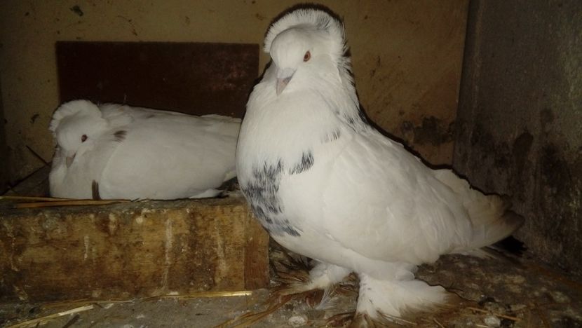 De vanzare uriasi maghiari - Picturs