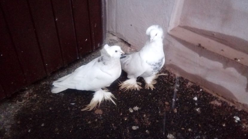 De vanzare uriasi maghiari - Picturs