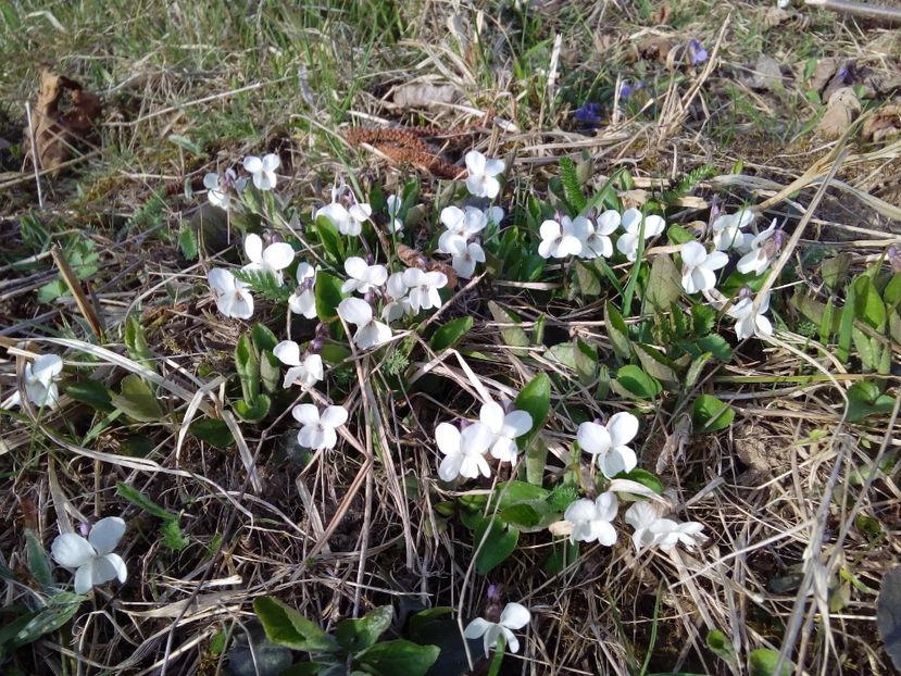  - AAAAA_PRIMAVARA_VARA 2018