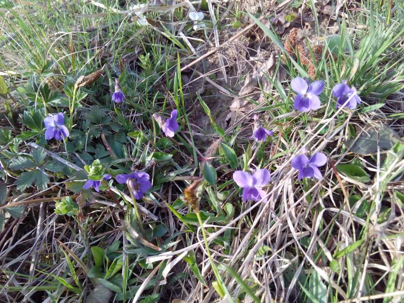  - AAAAA_PRIMAVARA_VARA 2018